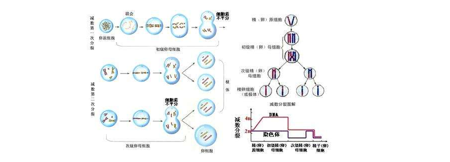 2019年高中生物易错易混知识点总结归纳