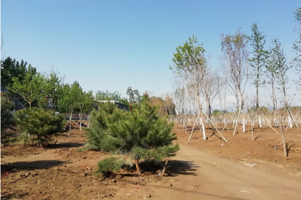 阎村镇张庄造林地块完成主体工程建设