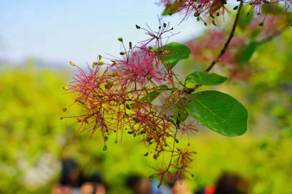 周口店坡峰岭风景区第三届黄栌花节开幕